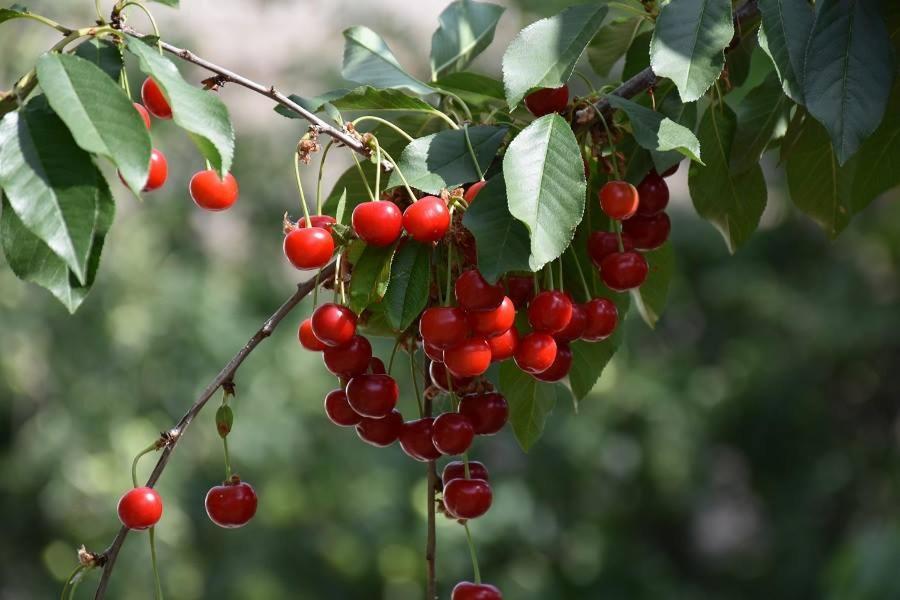 OrgovanyBoroka Tanya别墅 外观 照片