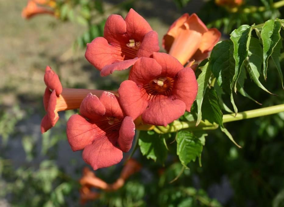 OrgovanyBoroka Tanya别墅 外观 照片